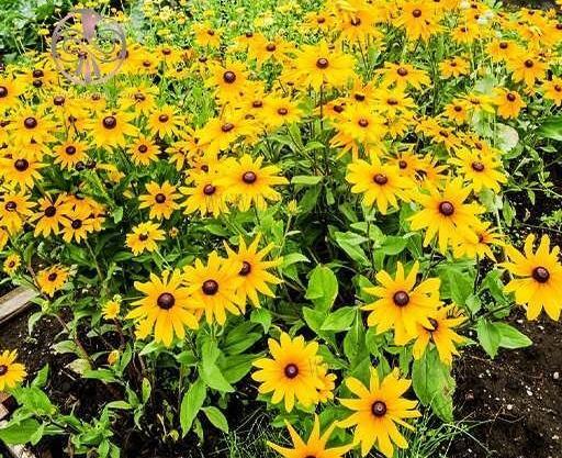 عکس شلغم شیرازی