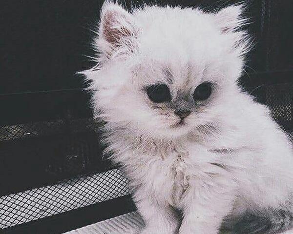 عکس گربه غمگین برا پروفایل