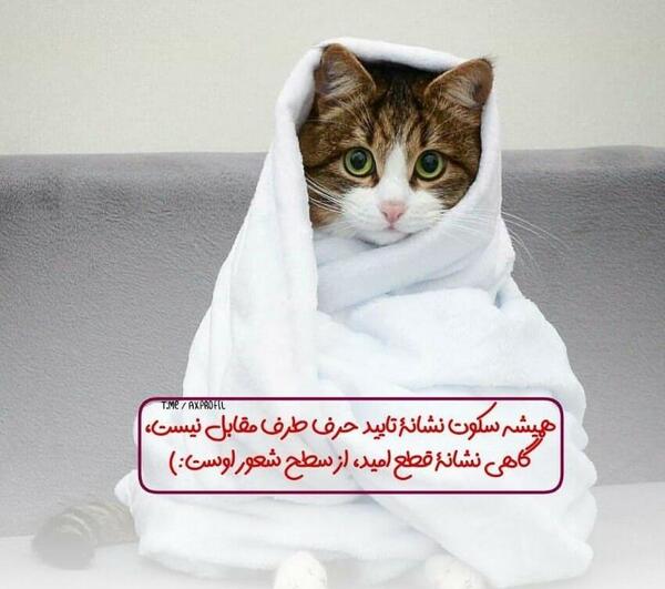 عکس گربه غمگین برا پروفایل