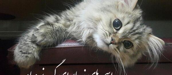 عکس گربه غمگین برا پروفایل