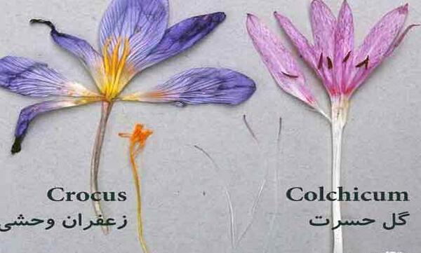 عکس تصاویر زعفران وحشی