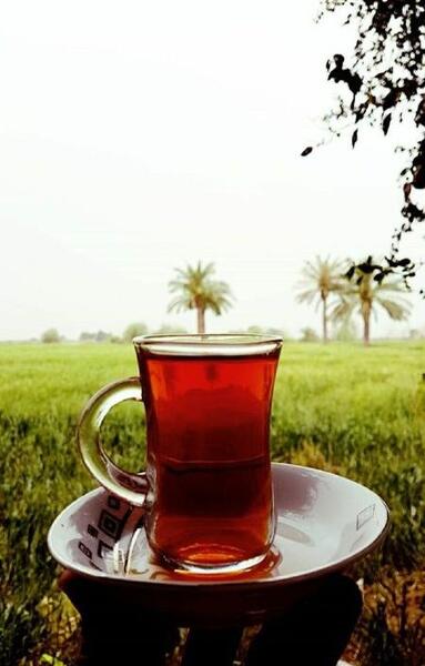 عکس چای طبیعت