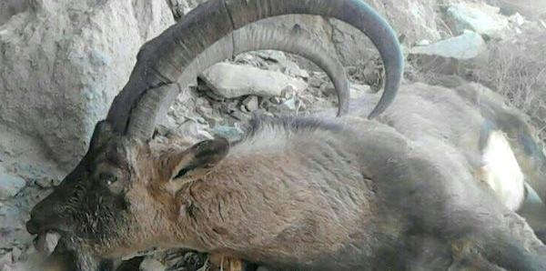 عکس آهو قوچ