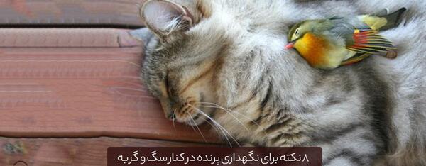 عکس گربه طوطی