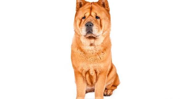 عکس سگ چاوچاو سفید