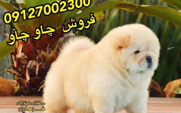 عکس سگ چاوچاو سفید