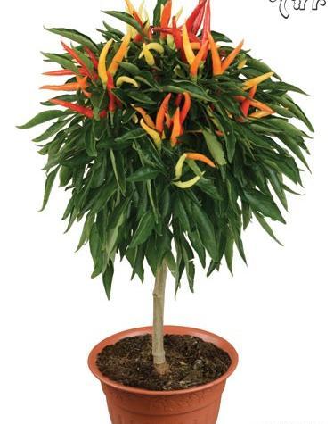 عکس کاشت فلفل