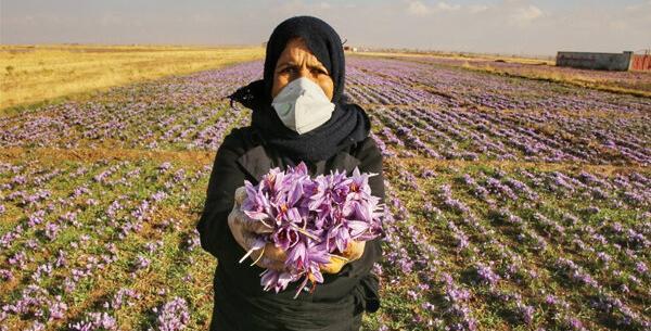 عکس زمین زعفران