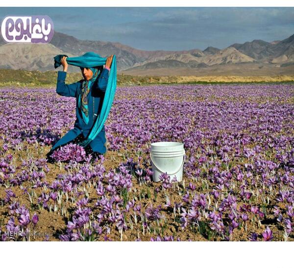 عکس زمین زعفران