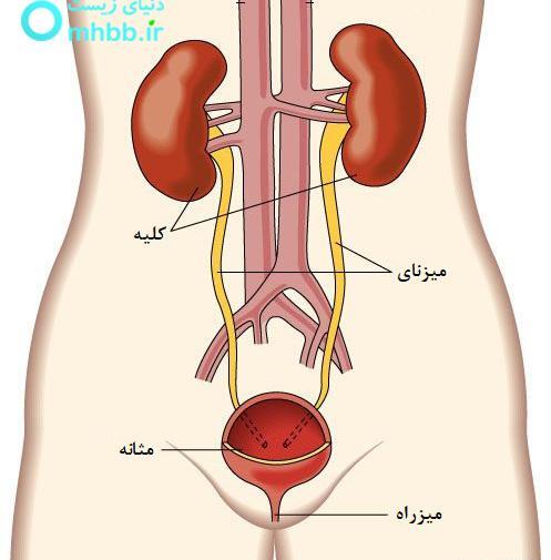 عکس لب کلیه
