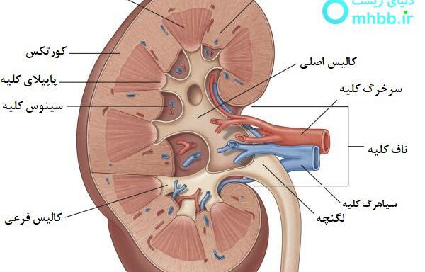 عکس لب کلیه