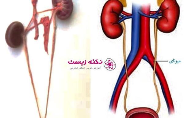 عکس لب کلیه