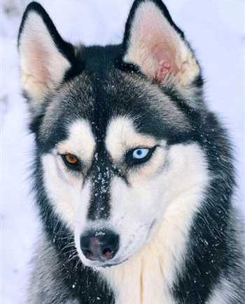 عکس سگ هاسکی با کیفیت hd