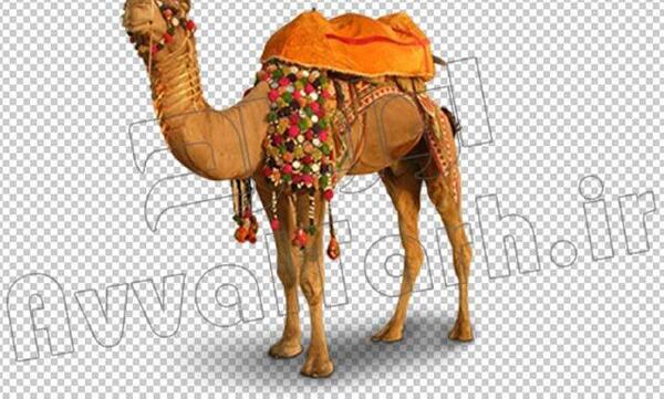 عکس شتر حضرت محمد