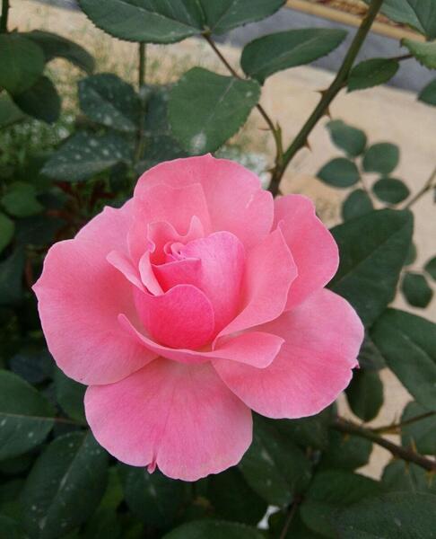 عکس طبیعت واقعی ساده
