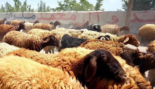 عکس روستای ایرانق