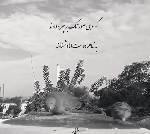 عکس دشمن به ظاهر دوست