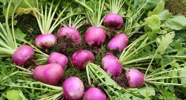 عکس سبزی شلغم