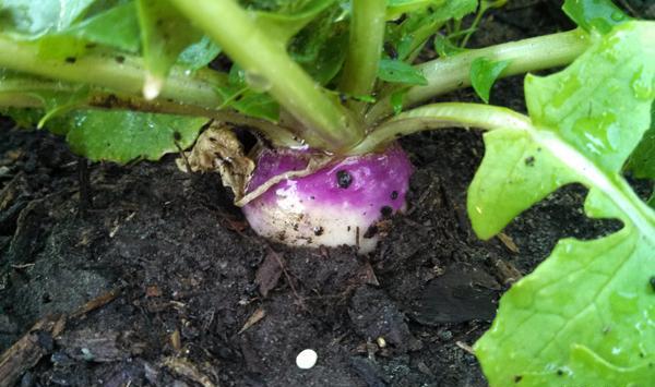 عکس ریشه شلغم