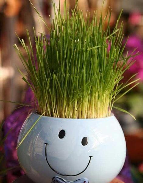 عکس کاشت سبزه عید