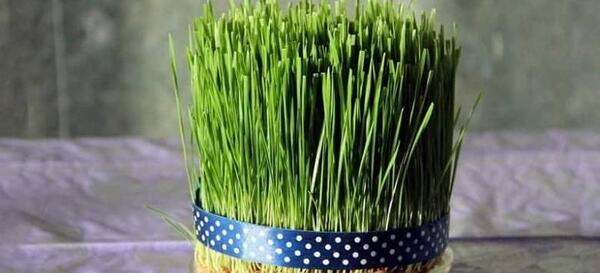 عکس کاشت سبزه عید