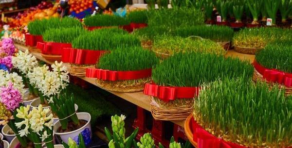 عکس کاشت سبزه عید