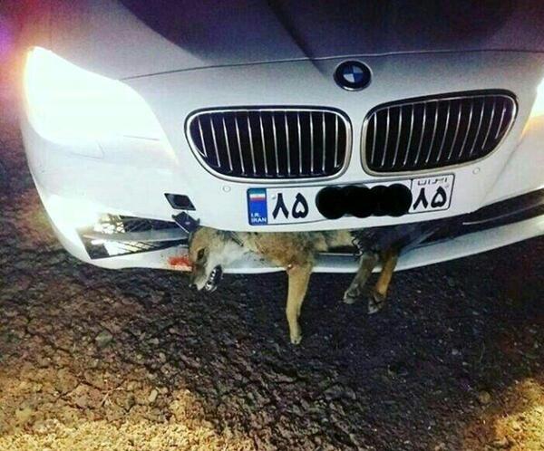عکس روباه از نزدیک