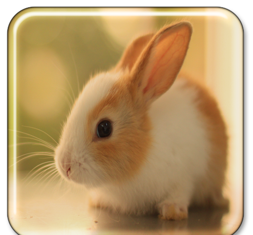 عکس خرگوش زنده