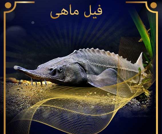 عکس فیل ماهی دریای خزر