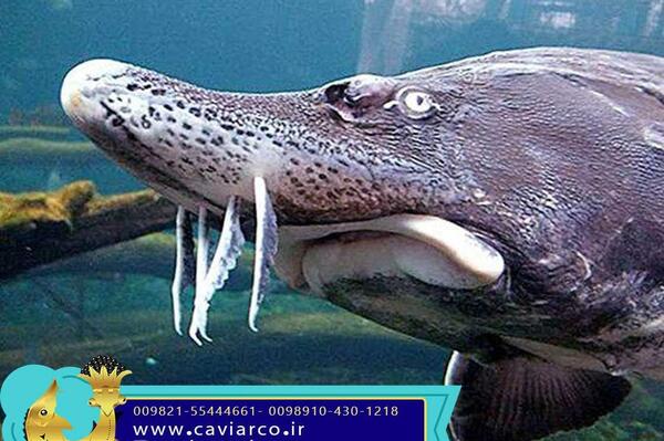 عکس فیل ماهی دریای خزر
