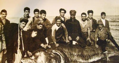 عکس فیل ماهی دریای خزر