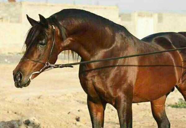 عکس اسب لیث بهزادی