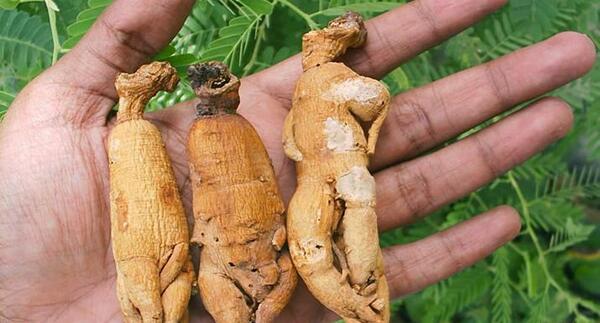 عکس گیاه جینسینگ