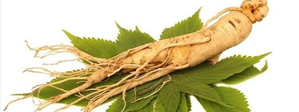 عکس گیاه جینسینگ