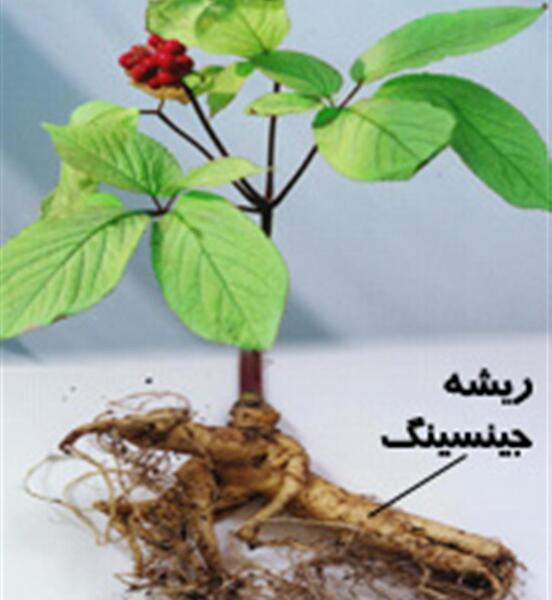 عکس گیاه جینسینگ