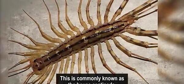 عکس سوسک خیلی ترسناک
