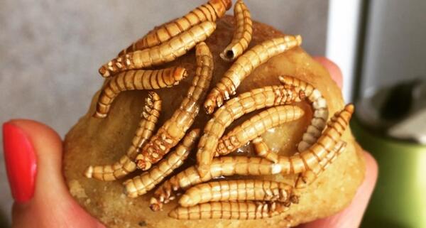 عکس سوسک نارنجی