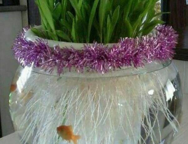 عکس سبزه عید به شکل گاو