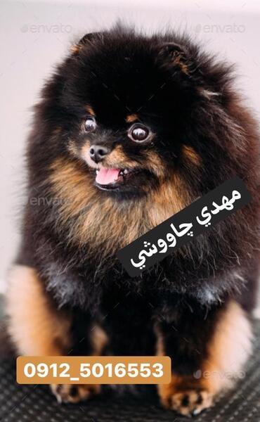 عکس سگ ژرمن روباه