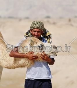 عکس شتر و ساربان
