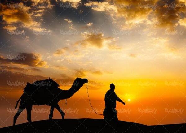 عکس شتر و ساربان