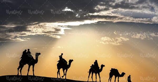 عکس شتر و ساربان