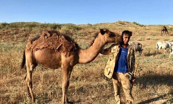 عکس شتر و ساربان