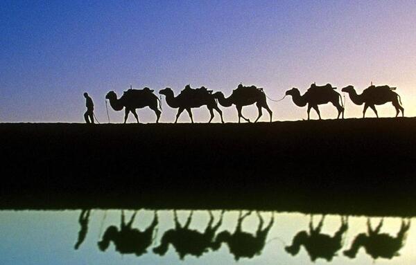 عکس شتر و ساربان
