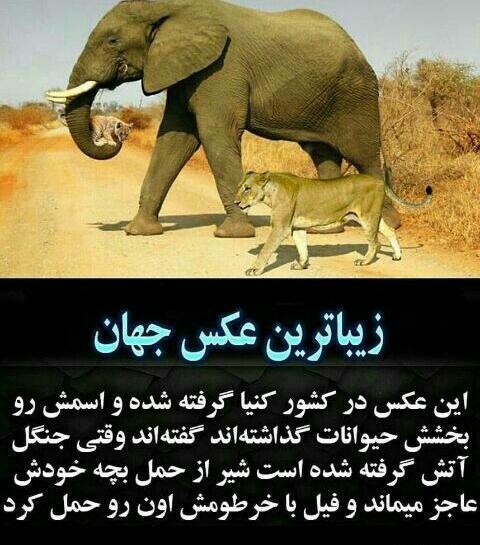 عکس فیل و بچه شیر