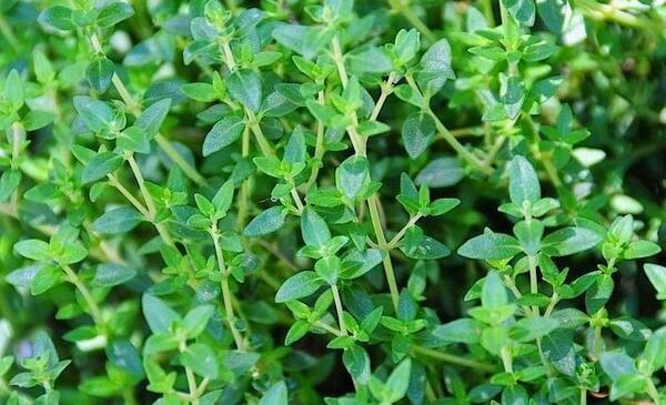 عکس بوته ی اویشن