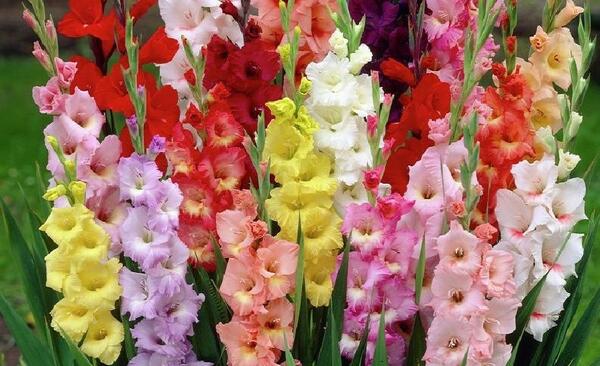 عکس گل گلایل