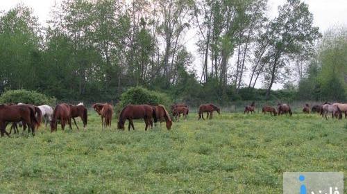 عکس روستای صفرابسته آستانه اشرفیه