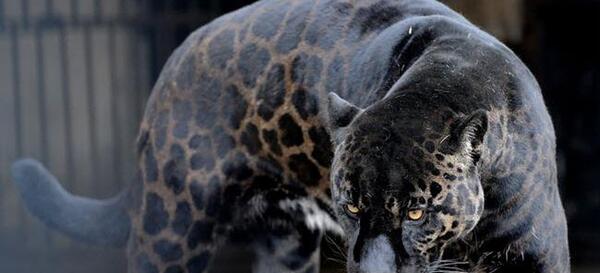 عکس شیر شیوار