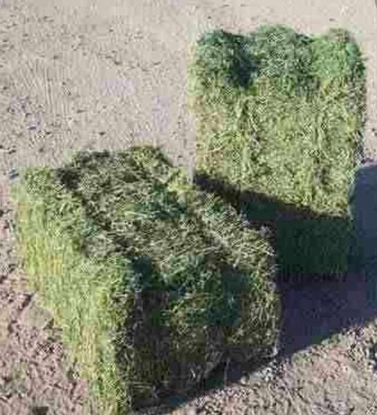 عکس کاه و یونجه